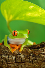Red eyed tree frog