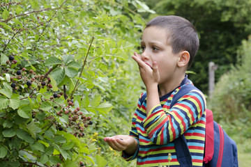 Child picking blackberries