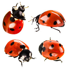 ladybird on green leaf isolated on a white background