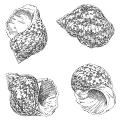 set of various sea shells