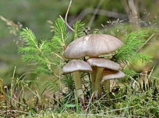 Breitblatt-Rübling (Megacollybia platyphylla)