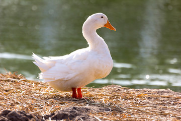 Fototapeta na wymiar White duck stand next to a pond or lake with bokeh background