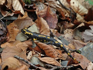 Feuersalamander im Nationalpark Kellerwald
