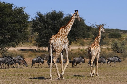 Giraffen und Streifengnus- Kgalagadi Transfrontier Nationalpark