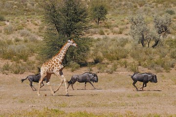 Giraffe und Streifengnus im Kgalagadi Nationalpark