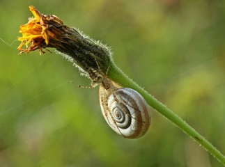 Herbstspinne (Metellina sp.) auf Heideschnecke (Helicella itala) © Schmutzler-Schaub