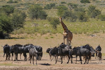 Fototapeta na wymiar Streifengnus und Giraffe im Kgalagadi Transfrontier Nationalpark