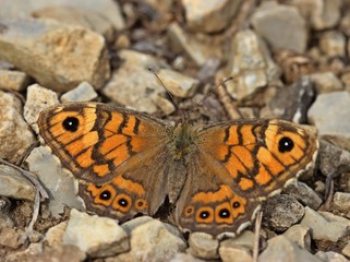 Weiblicher Mauerfuchs (Lasiommata megera) am Dörnberg