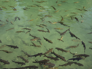 Fish Lake (Balikli Gol), Sanliurfa, Turkey
