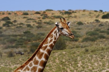 Giraffen-Portrait (Kgalagadi Transfrontier Nationalpark)