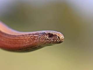 Weibliche Blindschleiche ( Anguis fragilis)