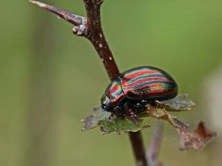 Regenbogen-Blattkäfer (Chrysolina cerealis) auf Weißdorn