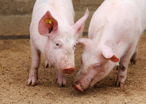 Farm pigs in sty