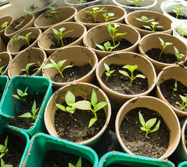 Seedlings on the vegetable tray.