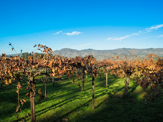 Vineyards in Nappa Valley, California