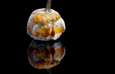 Ornamental gourds