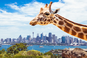 Giraffe at Taronga Zoo in Sydney. Australia. - 78013907