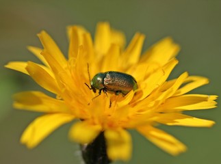 Seidiger Fallkäfer (Cryptocephalus sericeus) auf Habichtskraut