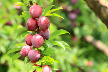 Plums (prunoideae)
