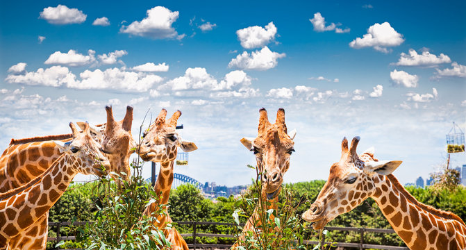 Giraffes At Taronga Zoo, Sydney. Australia.