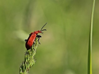 Rotköpfiger Feuerkäfer (Pyrochroa serraticornis)