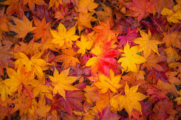 Naklejka na ściany i meble Fall maple leaves indicating the seasonal change in Japan.