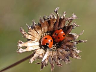 Zwei Marienkäfer auf verblühter Skabiosen-Flockenblume