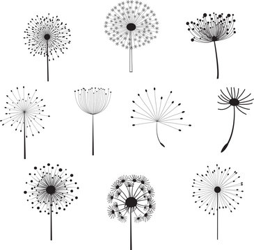Floral Elements with dandelions for design.