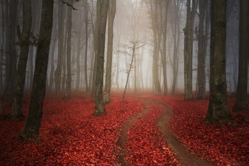Red trail in the forest