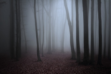 Spooky dark trees in the mist