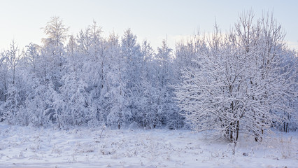View of snowy forest trees