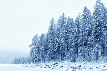 Forest with snow Bavaria