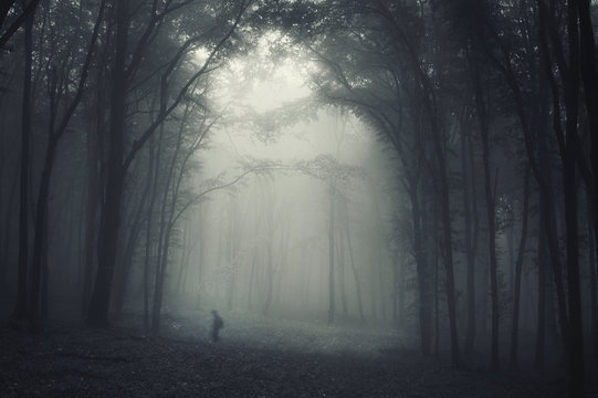 spooky shadow crawling through trees in a dark misty forest