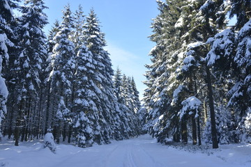 Rayons de soleil sur les sapins enneigés