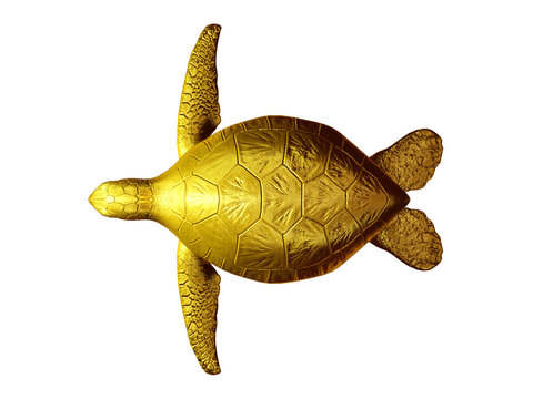sea turtle, top view