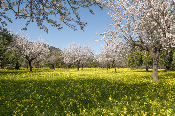 Fototapeta premium blossoming almond tree