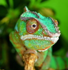 Panther Chameleon (furcifer pardalis) © Natallia Vintsik