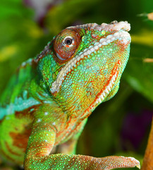 Panther Chameleon (furcifer pardalis)