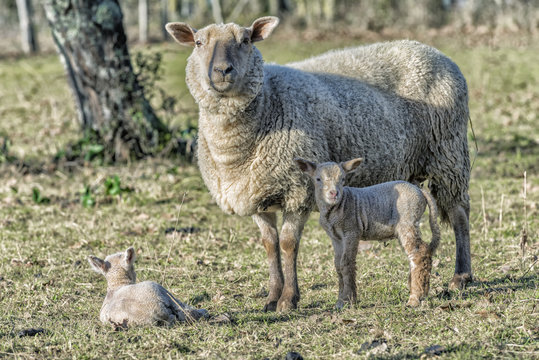 Brebis et ses petits de deux semaines