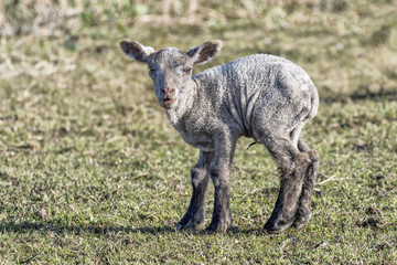 Agneau de deux semaines