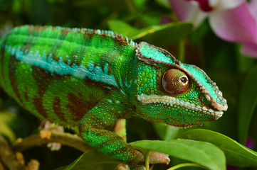 Panther Chameleon (furcifer pardalis)