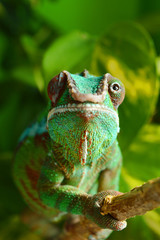 Panther Chameleon (furcifer pardalis)