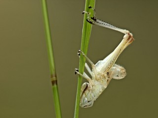 Exuvie (Larvenhaut) eines Grashüpfers
