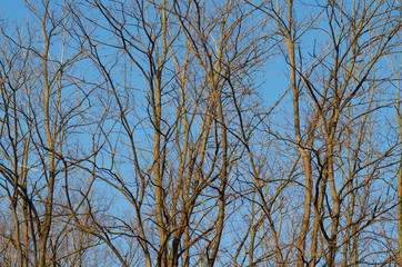 Fototapeta na wymiar Tree branches against blue sky