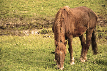 Horse at the pasture