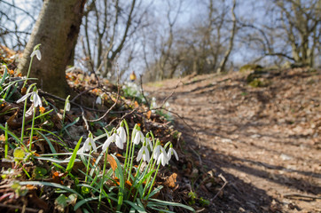 Naklejka na ściany i meble Group of wild flowering snowdrops in the woods