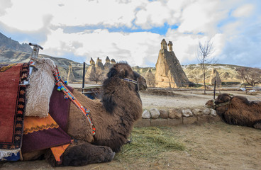 Fototapeta premium Pasabag with camels