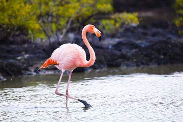 Flamingo caminando en agua