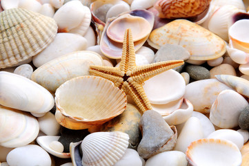 Seashell and starfish