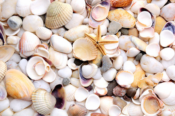 Seashell and starfish